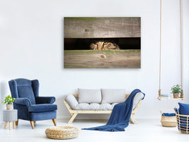 panoramic-canvas-print-cat-in-hiding