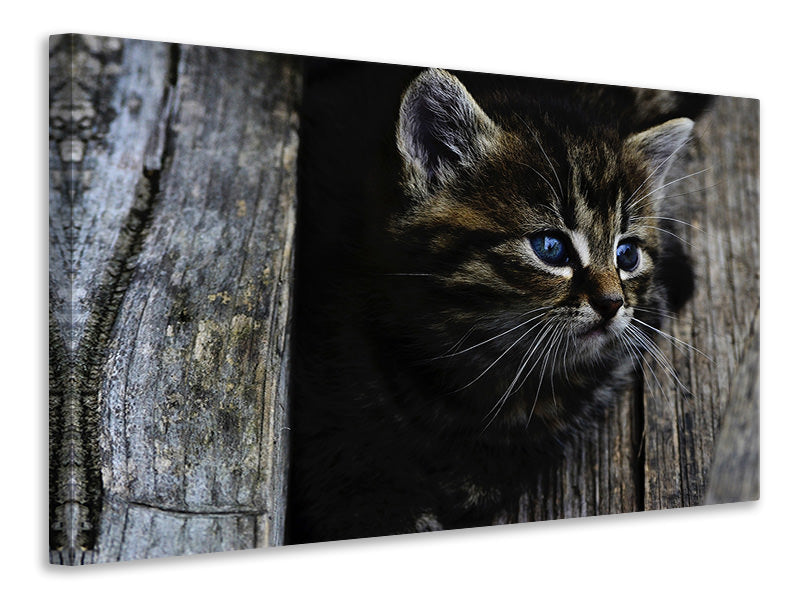 3-piece-canvas-print-cats-child