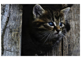 panoramic-3-piece-canvas-print-cats-child