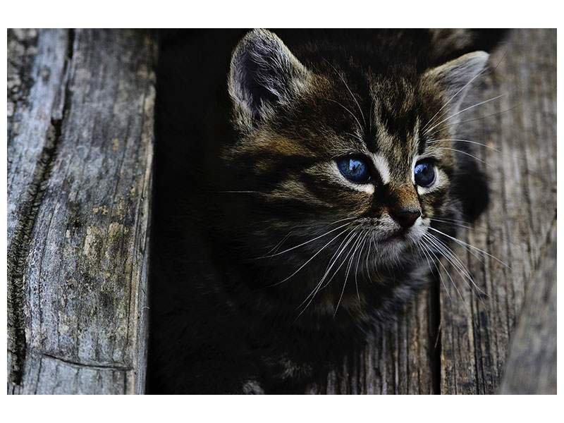 panoramic-3-piece-canvas-print-cats-child