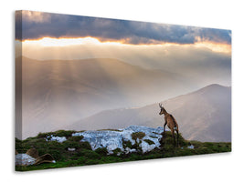 3-piece-canvas-print-chamois-in-piatra-craiului-romania
