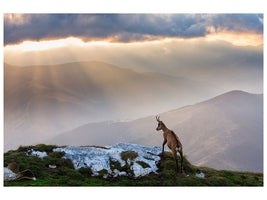 3-piece-canvas-print-chamois-in-piatra-craiului-romania