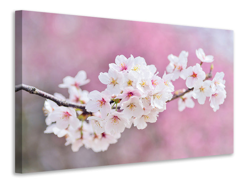 3-piece-canvas-print-cherry-blossoms-xxl