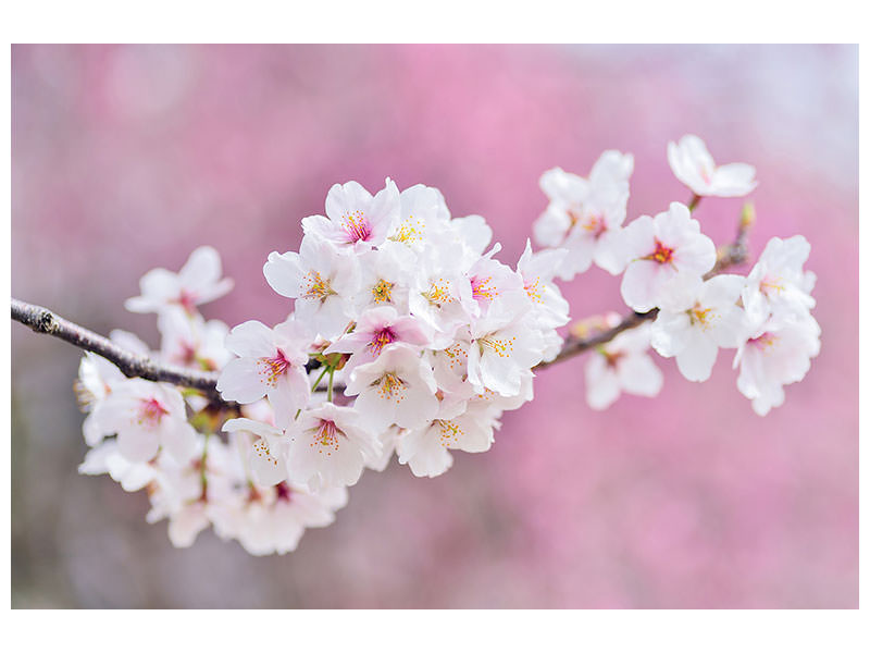 3-piece-canvas-print-cherry-blossoms-xxl