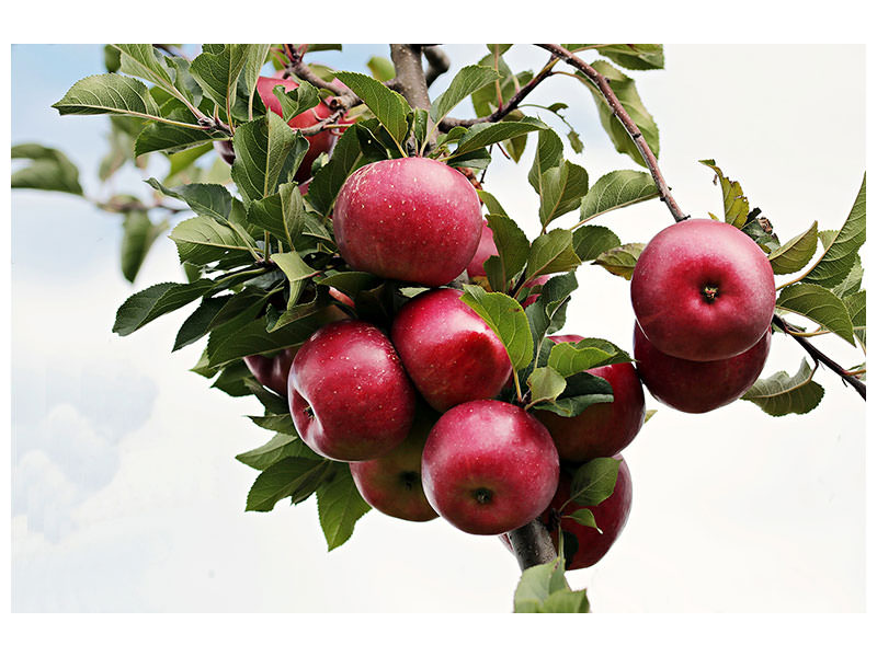 3-piece-canvas-print-close-up-apple-tree