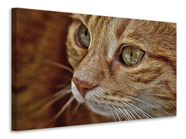 3-piece-canvas-print-close-up-cat39s-head