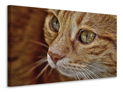 3-piece-canvas-print-close-up-cat39s-head