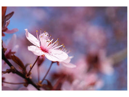 modern-3-piece-canvas-print-close-up-cherry-blossom