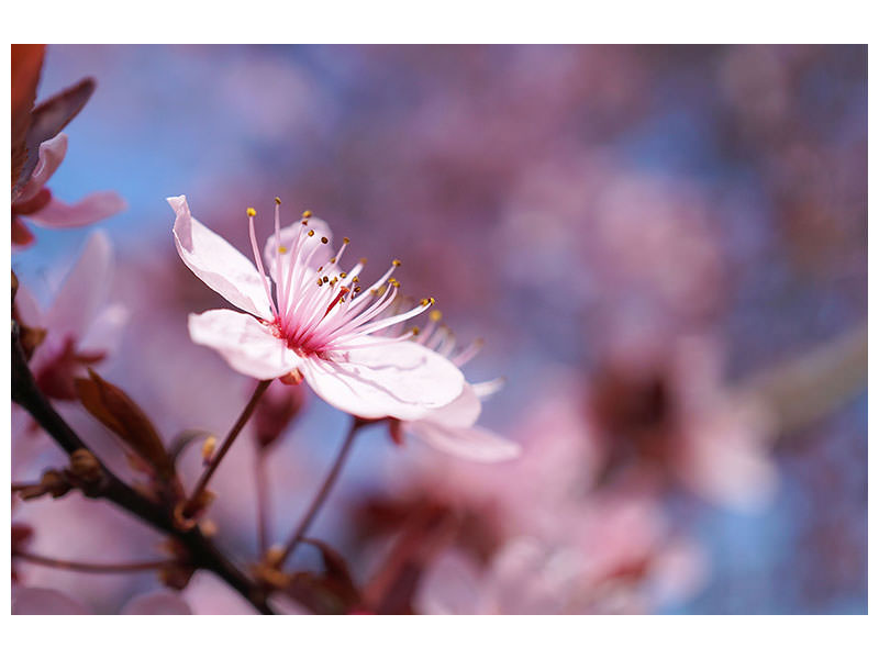 3-piece-canvas-print-close-up-cherry-blossom