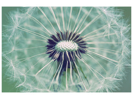 4-piece-canvas-print-close-up-dandelion