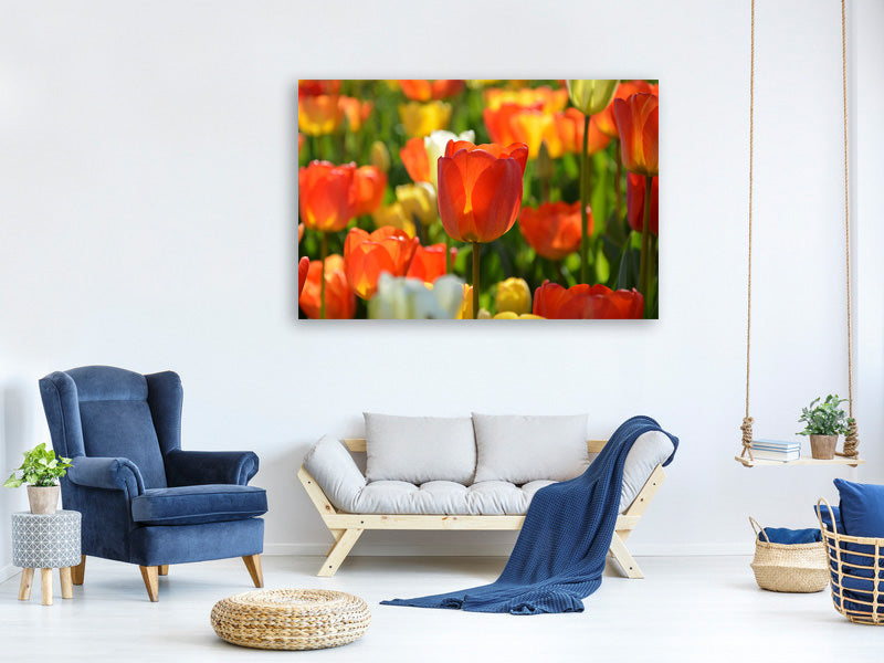 3-piece-canvas-print-close-up-tulip-field