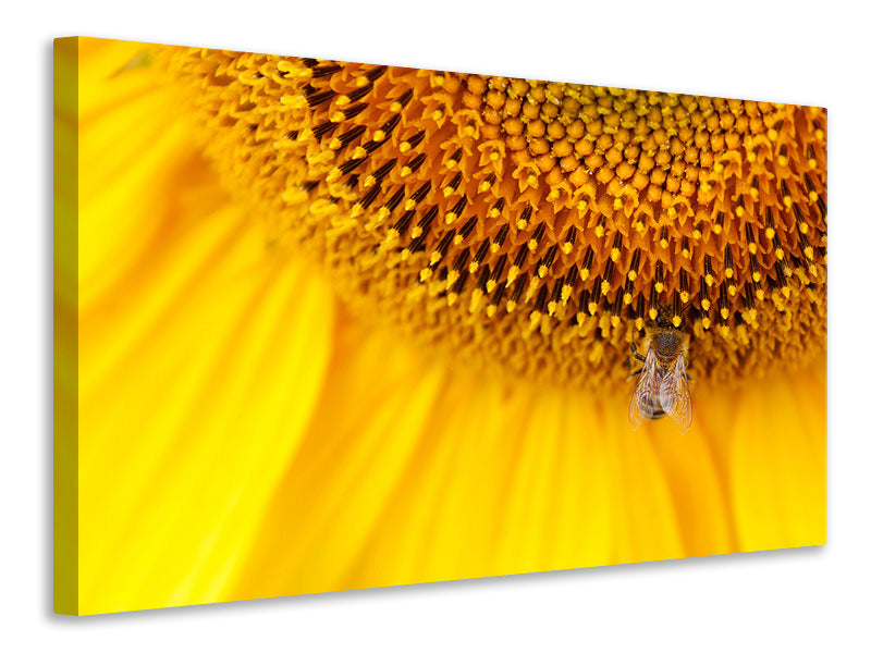 5-piece-canvas-print-close-up-yellow-bud