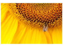 3-piece-canvas-print-close-up-yellow-bud