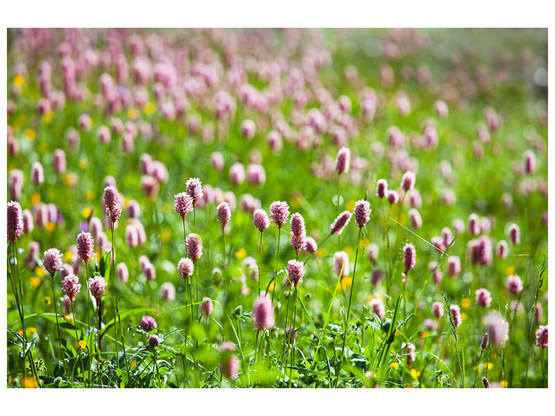 modern-4-piece-canvas-print-clover