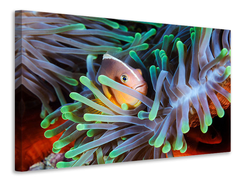 panoramic-3-piece-canvas-print-clownfish