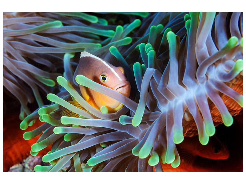 modern-3-piece-canvas-print-clownfish