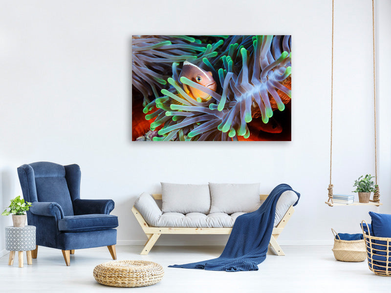 3-piece-canvas-print-clownfish