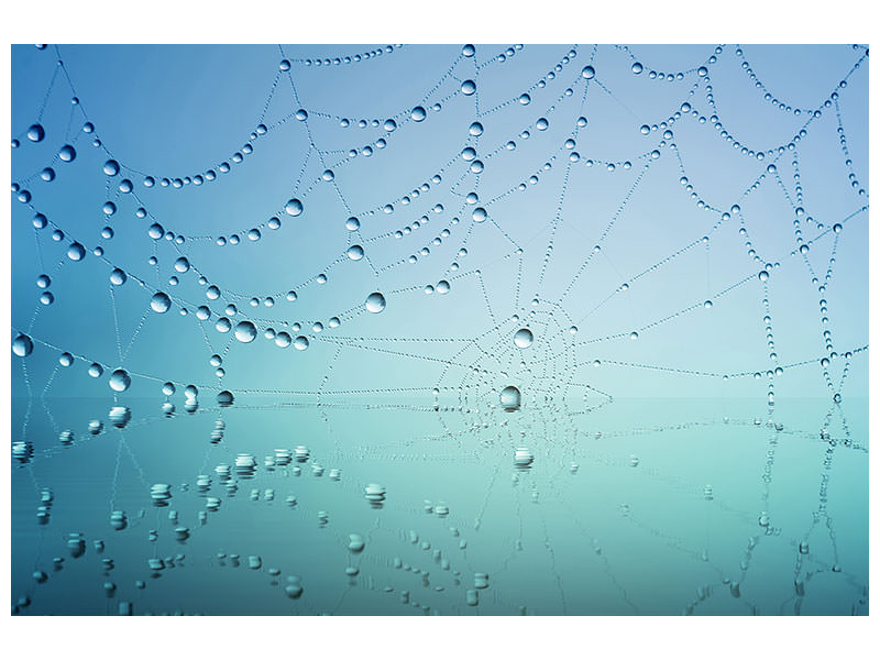 4-piece-canvas-print-cobweb-in-morning-dew