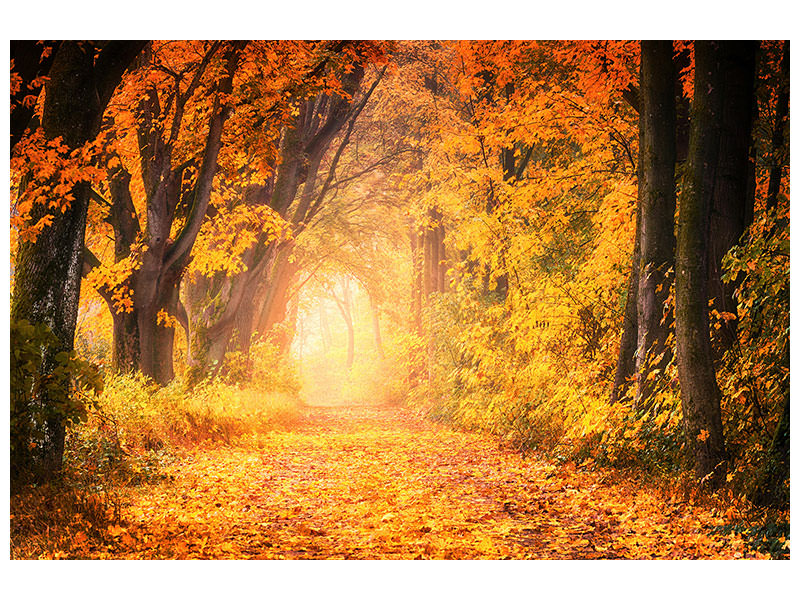 panoramic-canvas-print-colors-magnificent-forest