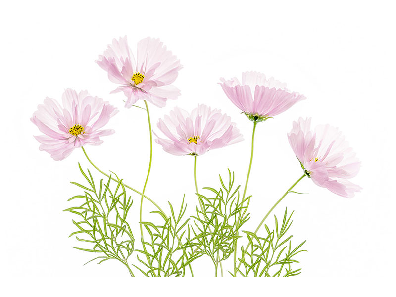 3-piece-canvas-print-cosmos-cupcake