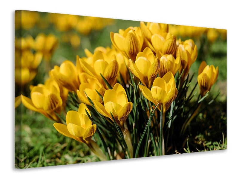 5-piece-canvas-print-crocuses-in-spring