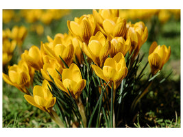 modern-4-piece-canvas-print-crocuses-in-spring