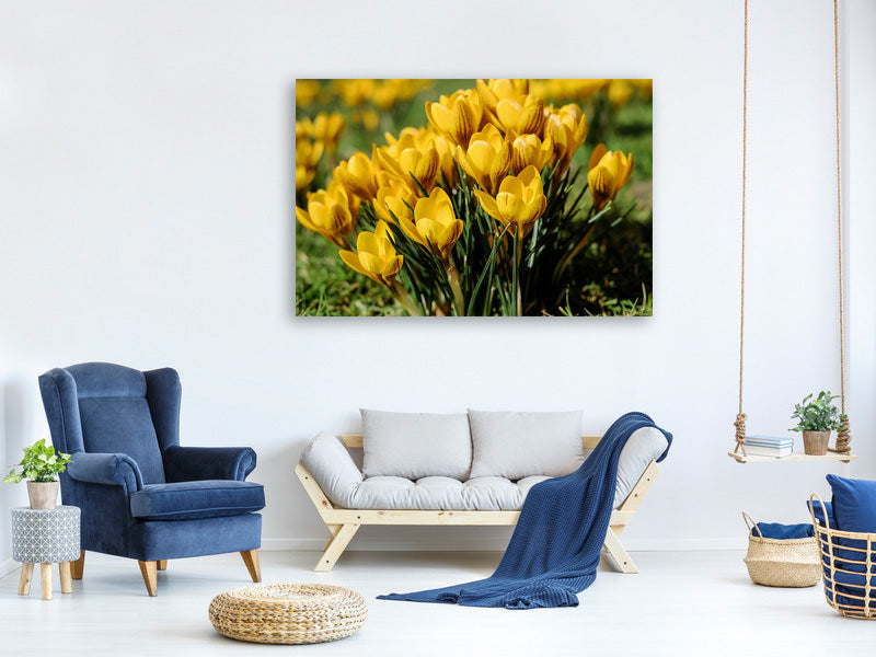 5-piece-canvas-print-crocuses-in-spring