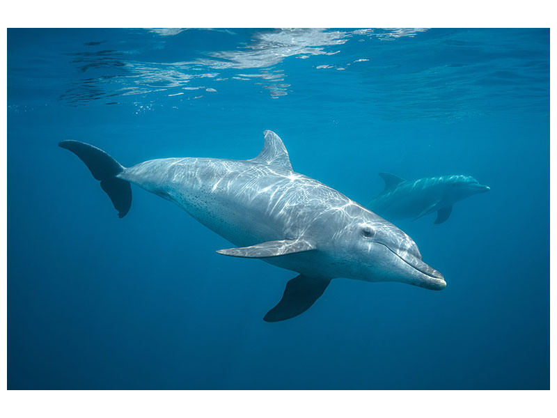5-piece-canvas-print-curious-dolphin