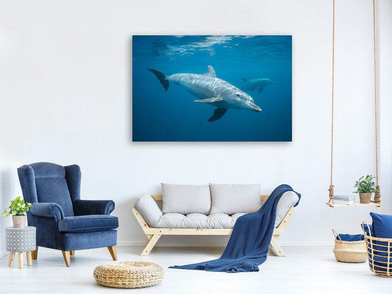 5-piece-canvas-print-curious-dolphin