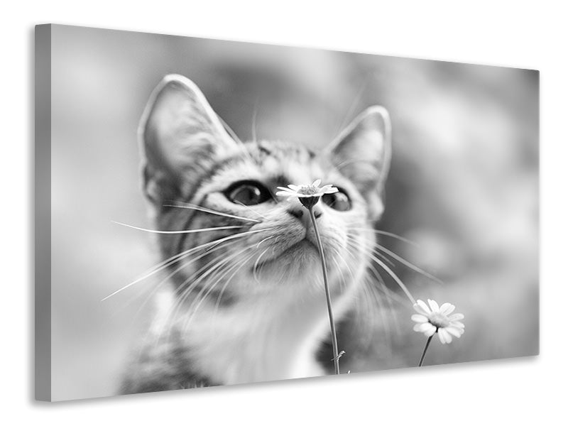4-piece-canvas-print-curious