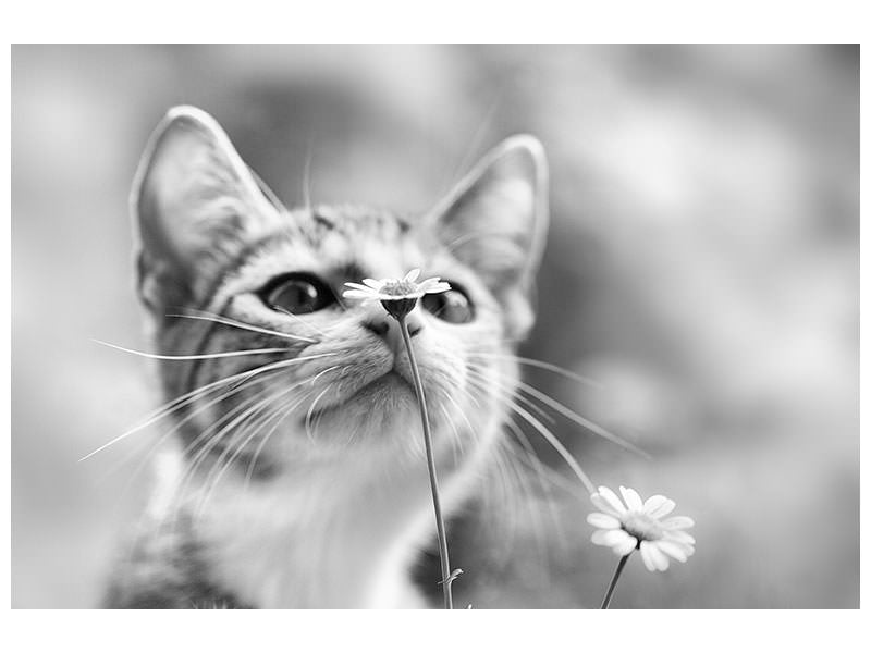 5-piece-canvas-print-curious