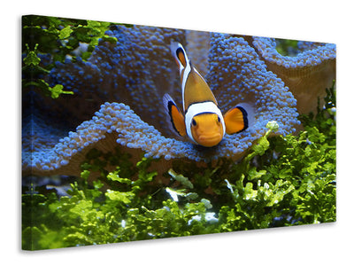 3-piece-canvas-print-cute-clownfish