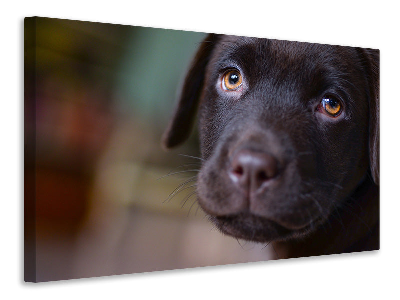 3-piece-canvas-print-cute-labrador-puppy