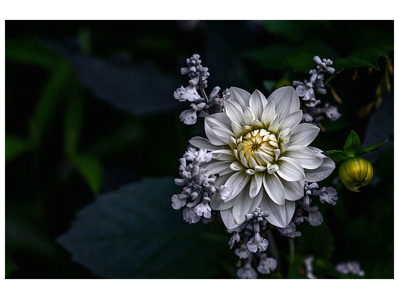 panoramic-3-piece-canvas-print-dahlia-flower