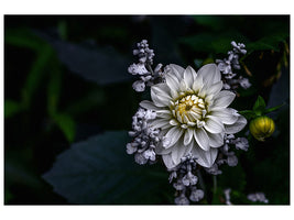 modern-4-piece-canvas-print-dahlia-flower