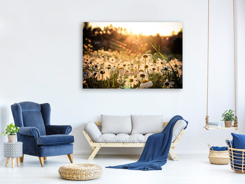 5-piece-canvas-print-daisies-at-sunset