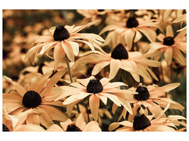 5-piece-canvas-print-daisies-in-sepia