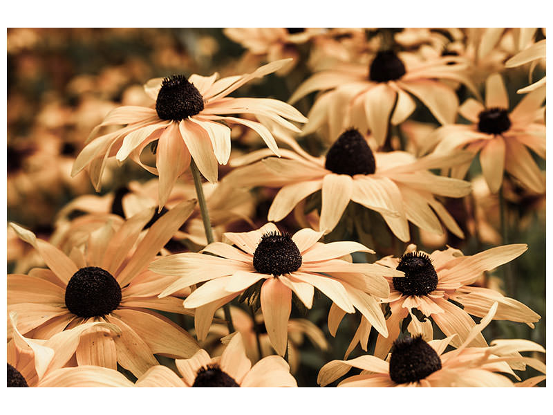 4-piece-canvas-print-daisies-in-sepia