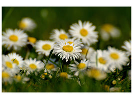 3-piece-canvas-print-daisies-xl-ii