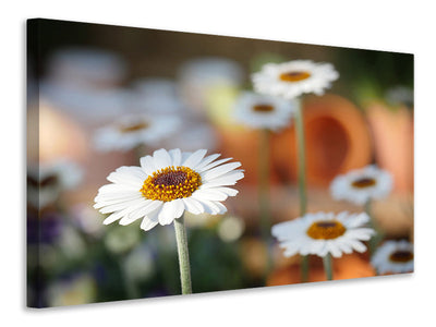 panoramic-3-piece-canvas-print-daisies-xl