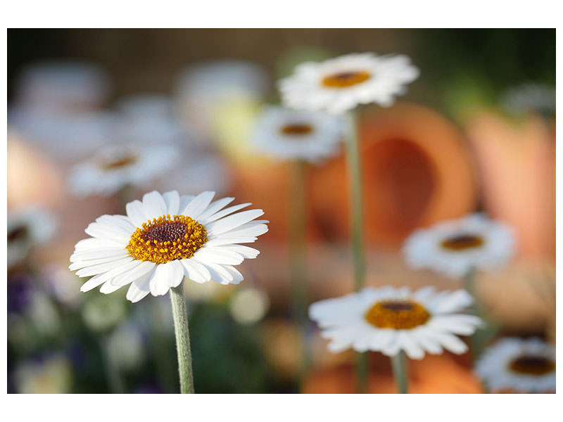 3-piece-canvas-print-daisies-xl