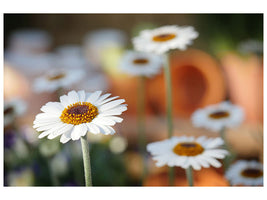 panoramic-canvas-print-daisies-xl