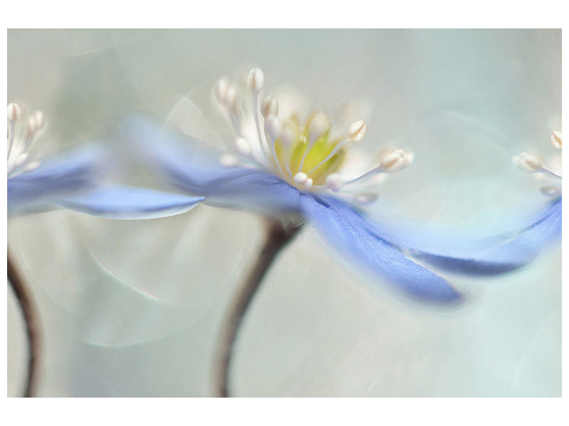 3-piece-canvas-print-dancing-anemones