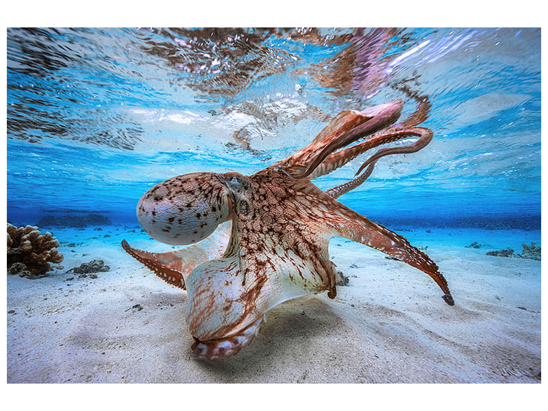 5-piece-canvas-print-dancing-octopus