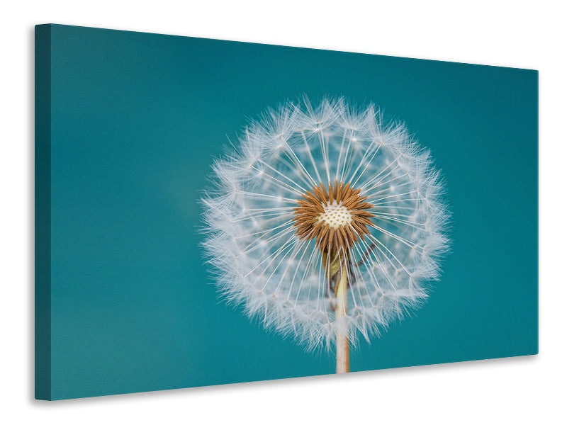 panoramic-3-piece-canvas-print-dandelion-a
