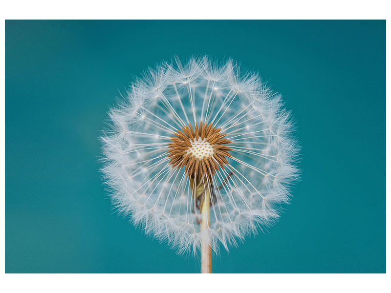 panoramic-3-piece-canvas-print-dandelion-a
