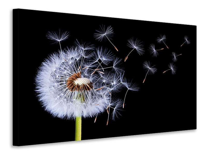 modern-3-piece-canvas-print-dandelion-blowing