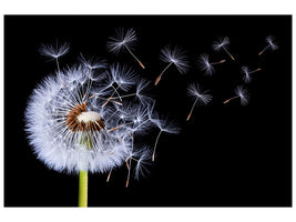 5-piece-canvas-print-dandelion-blowing
