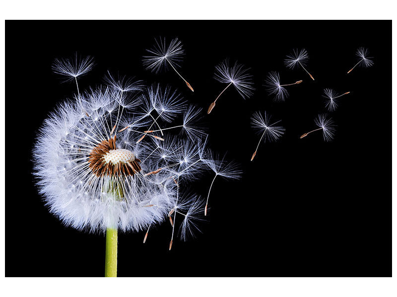 modern-4-piece-canvas-print-dandelion-blowing