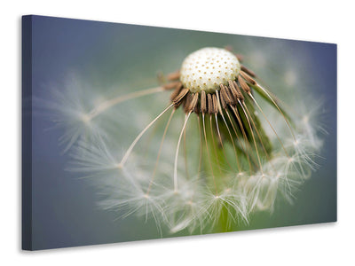 panoramic-3-piece-canvas-print-dandelion-close-up